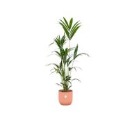 Kentia palmier dont Vibes Pliage Rond rose - 150-160cm - Ø30cm - Plante d'intérieur - Ensemble complet - Plante avec pot
