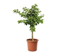 KENTIS - Abricotier - Vraies Plantes d'Extérieur - Arbre Fruitier de Jardin d'Ornement - Abricotier Nain Pot de Culture Ø 24 cm