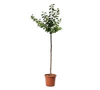 KENTIS - Abricotier - Vraies Plantes d'Extérieur - Arbre Fruitier de Jardin d'Ornement - Pot de Culture Ø 24 cm