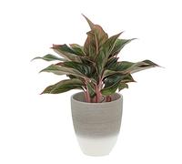 KENTIS - Aglaonema Light Star - Aglaonème - Plantes Vertes Naturelles d'Intérieur - H 30-40 cm Pot Ø 12 cm