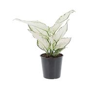 KENTIS - Aglaonema White Joy - Aglaonème - Plantes Vertes Naturelles d'Intérieur - Plante Dépoulluante Purificateur d'Air - H 30-40 cm Pot de Ø 12 cm