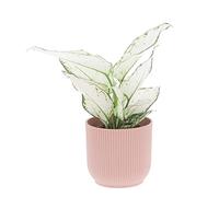 KENTIS - Aglaonema White Joy - Aglaonème - Plantes Vertes Naturelles d'Intérieur - Plante Dépoulluante Purificateur d'Air - H 30-40 cm Pot de Ø 12 cm