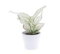 KENTIS - Aglaonema White Joy - Aglaonème - Plantes Vertes Naturelles d'Intérieur - Plante Dépoulluante Purificateur d'Air - H 30-40 cm Pot de Ø 12 cm