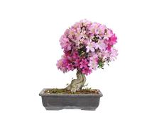 KENTIS - Azalée Satsuki Bonsaï Japonais - Rhododendron Cultivé au Japon - Véritable Plante de Balcon Fleurie d'Extérieur - H 50/60 cm Pot 39 cm