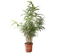 KENTIS - Bambusa Metake Pseudosasa Japonica - Bambou Plante Verte d’éxterieur - Plante de Haie - H 100-120 cm Pot de Ø 24 cm