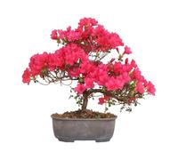 KENTIS - Bonsaï d’Azalée - Rhododendron Indicum Cultivé au Japon - Bonsai Plante Naturelle Exterieur Jardin Balcon Terrasse - H 25/35 cm Pot 15 cm