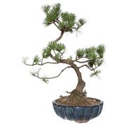 KENTIS - Bonsaï de Pin - Pinus Parviflora Pentaphylla - Vraie Bonsaï Ornemental d'Extérieur - Plantes Vraies - H 35-45 cm Pot Ø 17 cm
