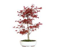 KENTIS - Bonsaï Érable Rouge Japonais Original - Acer Palmatum Deshojo du Japon - Naturelles Plantes d'Extérieur - H 55-60 cm Pot Ø 23,5 cm