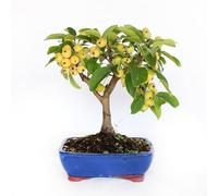 KENTIS - Bonsaï Malus Evereste - Bonsai Naturelle de Style Japonais - Plantes Naturelles Décoratives d'Extérieur - H 25-35cm Pot en Céramique Ø 21cm
