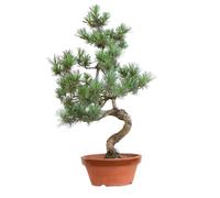 KENTIS - Bonsaï Pinus Parviflora Pentaphylla Cultivé au Japon - Pin Blanc- Véritable Plante d'Extérieur - Pot en Céramique 16 cm