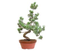 KENTIS - Bonsaï Pinus Parviflora Pentaphylla Cultivé au Japon - Pin Blanc- Véritable Plante d'Extérieur - Pot en Céramique 22 cm