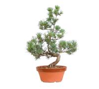 KENTIS - Bonsaï Pinus Parviflora Pentaphylla Cultivé au Japon - Pin Blanc- Véritable Plante d'Extérieur - Pot en Céramique 18 cm