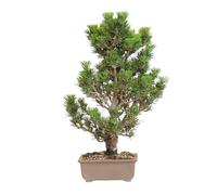 KENTIS - Bonsaï Pinus Thunbergii Kotobuki Cultivé au Japon - Pin Noir - Véritable Plante d'Extérieur - Pot en Céramique de 15 cm