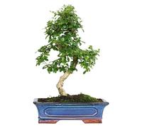 KENTIS - Carmona Bonsai - Fukien Tea Bonsai Thé coréen - Vraies plantes d'intérieur - Plante d'intérieur - H 40-50 cm Pot Ø 30 cm en forme de S