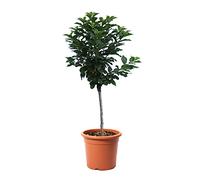 KENTIS - Cerisier - Vraies Plantes d'Extérieur - Arbre Fruitier de Jardin d'Ornement - Cerisier Nain Pot de Culture Ø 24 cm