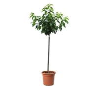 KENTIS - Cerisier - Vraies Plantes d'Extérieur - Arbre Fruitier de Jardin d'Ornement - Pot de Culture Ø 28 cm