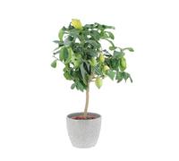 KENTIS - Citronnier - Plante Citrus Limon - Vraies Plantes d'Extérieur - Arbres Fruitiers en Pot - H 70-80 cm Ø 20 cm