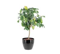 KENTIS - Citronnier - Plante Citrus Limon - Vraies Plantes d'Extérieur - Arbres Fruitiers en Pot - H 70-80 cm Ø 20 cm