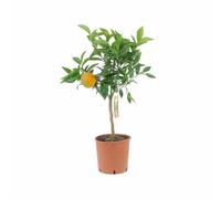 KENTIS - Citrus Clementina - Plante de Clementina - Mandorange - Vraies Plantes d'Extérieur - Arbres Fruitiers en Pot - H 70-80 cm Ø 20 cm