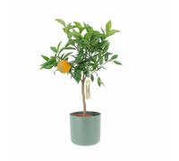 KENTIS - Citrus Clementina - Plante de Clementina - Mandorange - Vraies Plantes d'Extérieur - Arbres Fruitiers en Pot - H 70-80 cm Ø 20 cm