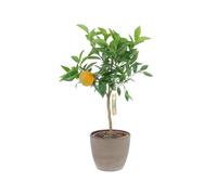 KENTIS - Citrus Clementina - Plante de Clementina - Mandorange - Vraies Plantes d'Extérieur - Arbres Fruitiers en Pot - H 70-80 cm Ø 20 cm
