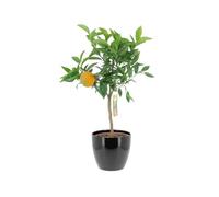 KENTIS - Citrus Clementina - Plante de Clementina - Mandorange - Vraies Plantes d'Extérieur - Arbres Fruitiers en Pot - H 70-80 cm Ø 20 cm