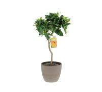 KENTIS - Citrus Reticulata - Mandarine - Arbres Fruitiers en Pot - Plantes d'Extérieur - H 70-80 cm Pot de Ø 20 cm
