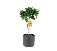 KENTIS - Citrus Reticulata - Mandarine - Arbres Fruitiers en Pot - Plantes d'Extérieur - H 70-80 cm Pot de Ø 20 cm
