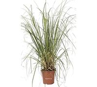 KENTIS - Cortaderia Selloana - Herbe de la Pampa - Plantes Naturelles d'Extérieur - H 80-100 cm Pot Ø 24 cm