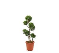 KENTIS - Cupressocyparis Leylandii 'Castlewellan Gold' - Pompon Cyprès avec Décoration de Vase en Jute - Vraies Plantes d'Extérieur - H 100-120 cm Pot de Ø 24 cm avec Jute