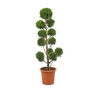 KENTIS - Cupressocyparis Leylandii 'Castlewellan Gold' - Pompon Cyprès avec Décoration de Vase en Jute - Vraies Plantes d'Extérieur - H 145-165 cm Pot de Ø 30 cm en Jute