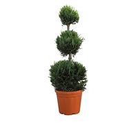 KENTIS - Cupressocyparis Leylandii - Cyprès 3 Boules avec Décoration de Vase en Jute - Vraies Plantes d'Extérieur Persistantes Résistantes - H 90-110 cm Pot Ø 24 cm