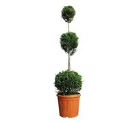 KENTIS - Cupressocyparis Leylandii - Cyprès 3 Boules - Vraies Plantes d'Extérieur Persistantes Résistantes - H 140-160 cm Pot Ø 30 cm