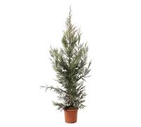 KENTIS - Cupressocyparis Leylandii - Cyprès de Leyland - Plantes Vraies d'Extérieur - H 150-175 cm Pot Ø 24 cm