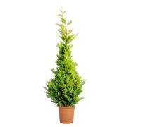 KENTIS - Cupressocyparis Leylandii Gold Rider - Cyprès de Leyland - Plante d'extérieur persistante - Haie de jardin - H 200/220 cm Pot Ø 30 cm