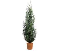 KENTIS - Cupressus Arizonica Fastigiata Glauca - Cyprès bleu - Véritable haie persistante d'extérieur - Jardin - H 200/220 cm Ø 30 cm