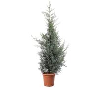 KENTIS - Cupressus Arizonica Fastigiata Glauca - Cyprès bleu - Véritable haie persistante d'extérieur - Jardin - H 125/150 cm Ø 24 cm