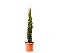 KENTIS - Cupressus Sempervirens Totem avec Décoration de Vase en Jute - Cyprès Plante de haie persistante - H 125-150 cm Pot de Culture Ø 24 cm avec Jute