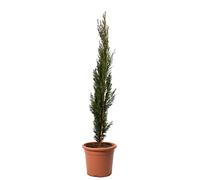 KENTIS - Cupressus Sempervirens Totem - Cyprès Plante de haie persistante - H 80-100 cm Pot de Culture Ø 18 cm
