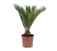 KENTIS - Cycas Revoluta - Palmier nain - Plantes d'Extérieur et d'Intérieur - Plantes Vraies Naturelles - H 40-50 cm Pot de Culture Ø 18 cm