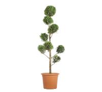 KENTIS - Cyprès de Leyland Pompon - Cupressocyparis Leylandii - Plantes d'Extérieur Persistantes - Jardin/Balcon - H 140/160 cm Ø 30 cm
