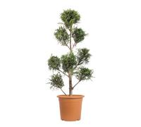 KENTIS - Cyprès de Leyland Pompon - Cupressocyparis Leylandii - Plantes d'Extérieur Persistantes - Jardin/Balcon - H 90/110 cm Ø 24 cm