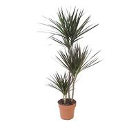 KENTIS - Dracaena Marginata Magenta - Arbre Dragon - Plantes Vertes Naturelles d'Intérieur - H 110-120 cm Pot de Ø 21 cm