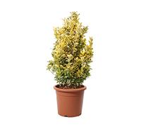 KENTIS - Euonymus Japonicus Aurea - Plantes d'Extérieur - Plantes de Haie - Différentes Tailles et Hauteurs - H 100-125 cm Pot de Culture Ø 30 cm