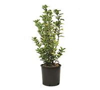 KENTIS - Euonymus Japonicus Aurea - Plantes d'Extérieur - Plantes de Haie - H 50-60 cm Pot de Culture Ø 20 cm
