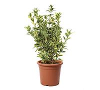 KENTIS - Euonymus Japonicus Bravo - Fusain du Japon Plante Vraie Extérieur Jardin - Plantes de Haie Balcon Terrasse - H 50/60 cm Pot Ø 20 cm