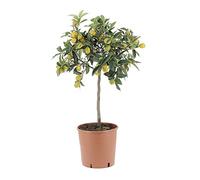 KENTIS - Fortunella Margarita - Plante de Kumquat - Plantes Vertes d'Extérieur - Arbres Fruitiers - H 70-80 cm Pot de Ø 20 cm
