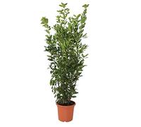 KENTIS - Laurus Nobilis Plante de Laurier - Vraies Plantes d'Extérieur - H 125-150 cm Pot de Ø 24 cm
