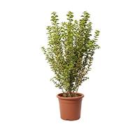 KENTIS - Ligustrum Japonicum Ovalifolium Aurea - Troène - Vraies plantes de haie - Plante de balcon de jardin extérieur - H 80-100 cm Pot de Culture Ø 24 cm