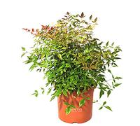 KENTIS - Nandina Domestica Bambou Sacré - Plante Verte d’éxterieur Sempervirentes - H 80-100 cm Pot de Ø 24cm